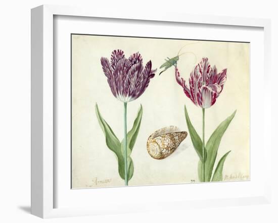 Two Tulips, a shell and a grasshopper, 1637-45-Jacob Marrel-Framed Giclee Print