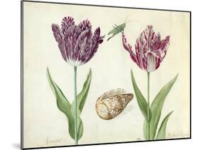 Two Tulips, a shell and a grasshopper, 1637-45-Jacob Marrel-Mounted Giclee Print