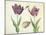 Two Tulips, a shell and a grasshopper, 1637-45-Jacob Marrel-Mounted Giclee Print