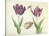 Two Tulips, a shell and a grasshopper, 1637-45-Jacob Marrel-Stretched Canvas