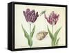 Two Tulips, a shell and a grasshopper, 1637-45-Jacob Marrel-Framed Stretched Canvas