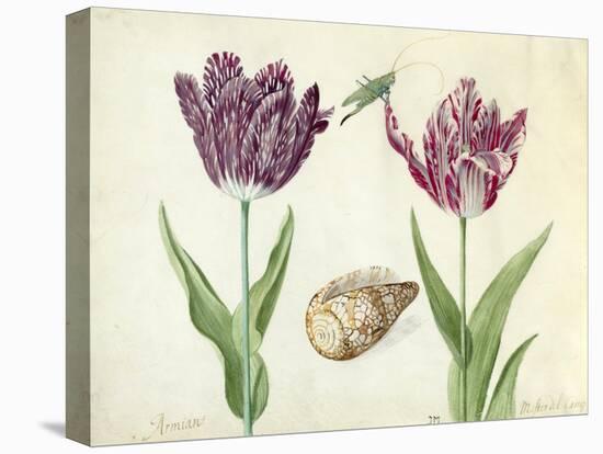 Two Tulips, a shell and a grasshopper, 1637-45-Jacob Marrel-Stretched Canvas