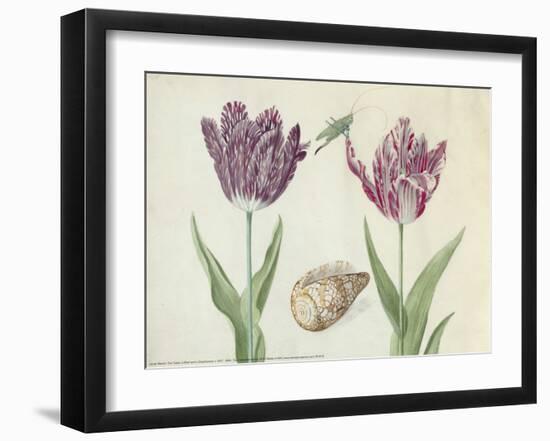 Two Tulips, a Shell and a Grasshopper, c. 1637-1645-Jacob Marrel-Framed Art Print