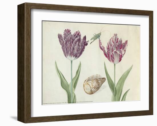 Two Tulips, a Shell and a Grasshopper, c. 1637-1645-Jacob Marrel-Framed Art Print