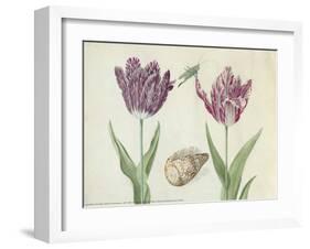 Two Tulips, a Shell and a Grasshopper, c. 1637-1645-Jacob Marrel-Framed Art Print