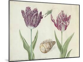 Two Tulips, a Shell and a Grasshopper, c. 1637-1645-Jacob Marrel-Mounted Art Print