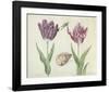 Two Tulips, a Shell and a Grasshopper, c. 1637-1645-Jacob Marrel-Framed Art Print