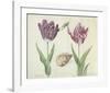 Two Tulips, a Shell and a Grasshopper, c. 1637-1645-Jacob Marrel-Framed Art Print