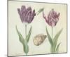 Two Tulips, a Shell and a Grasshopper, c. 1637-1645-Jacob Marrel-Mounted Art Print