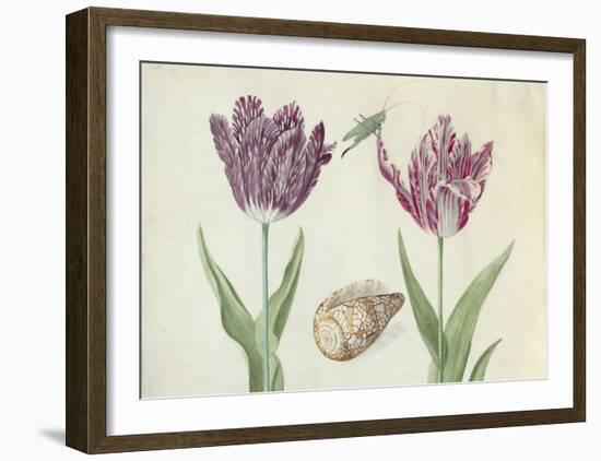 Two Tulips, a Shell and a Grasshopper, c. 1637-1645-Jacob Marrel-Framed Art Print