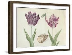 Two Tulips, a Shell and a Grasshopper, c. 1637-1645-Jacob Marrel-Framed Art Print