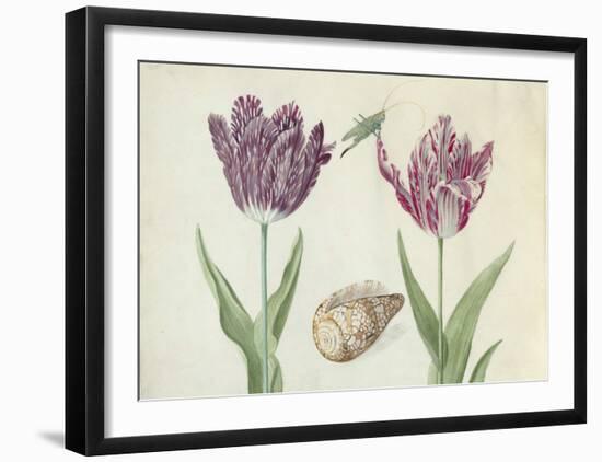 Two Tulips, a Shell and a Grasshopper, c. 1637-1645-Jacob Marrel-Framed Art Print