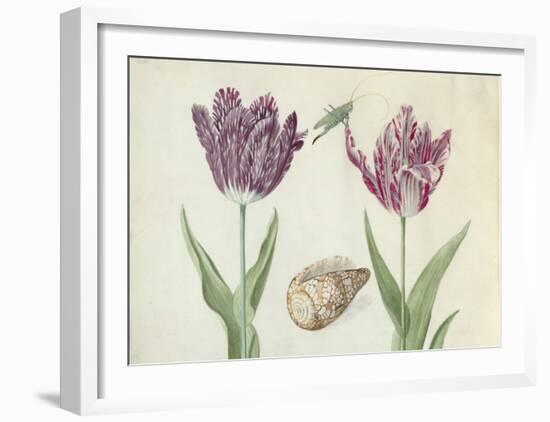 Two Tulips, a Shell and a Grasshopper, c. 1637-1645-Jacob Marrel-Framed Art Print