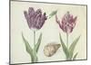 Two Tulips, a Shell and a Grasshopper, c. 1637-1645-Jacob Marrel-Mounted Art Print