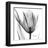 Two Tulips in Black and White-Albert Koetsier-Framed Art Print