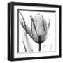 Two Tulips in Black and White-Albert Koetsier-Framed Art Print