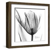 Two Tulips in Black and White-Albert Koetsier-Framed Art Print