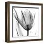 Two Tulips in Black and White-Albert Koetsier-Framed Art Print