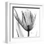 Two Tulips in Black and White-Albert Koetsier-Framed Art Print