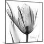 Two Tulips in Black and White-Albert Koetsier-Mounted Art Print