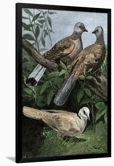 Two Turtle-Doves and a Ring-Necked Dove (Below)-null-Framed Giclee Print