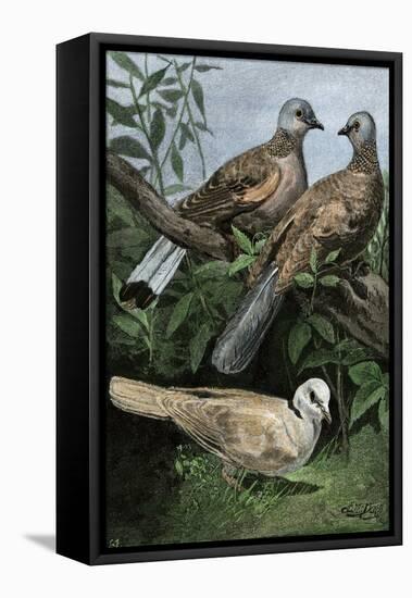 Two Turtle-Doves and a Ring-Necked Dove (Below)-null-Framed Stretched Canvas