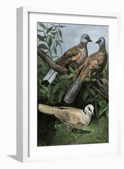 Two Turtle-Doves and a Ring-Necked Dove (Below)-null-Framed Giclee Print