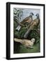 Two Turtle-Doves and a Ring-Necked Dove (Below)-null-Framed Premium Giclee Print