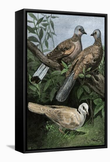 Two Turtle-Doves and a Ring-Necked Dove (Below)-null-Framed Stretched Canvas