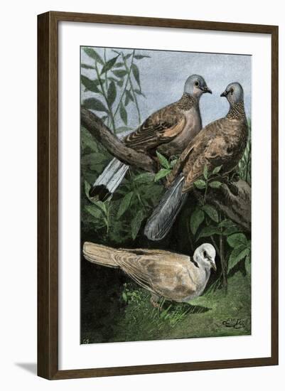 Two Turtle-Doves and a Ring-Necked Dove (Below)-null-Framed Giclee Print