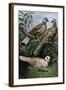 Two Turtle-Doves and a Ring-Necked Dove (Below)-null-Framed Giclee Print