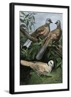 Two Turtle-Doves and a Ring-Necked Dove (Below)-null-Framed Giclee Print