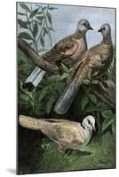 Two Turtle-Doves and a Ring-Necked Dove (Below)-null-Mounted Giclee Print