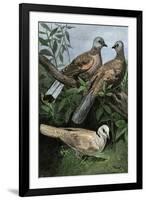 Two Turtle-Doves and a Ring-Necked Dove (Below)-null-Framed Giclee Print