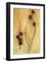 Two Twigs-Den Reader-Framed Photographic Print