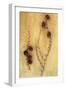 Two Twigs-Den Reader-Framed Premium Photographic Print