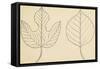 Two Typologies of Leaves of Paper Mulberry Tree (Broussonetia Papyrifera)-null-Framed Stretched Canvas