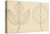 Two Typologies of Leaves of Paper Mulberry Tree (Broussonetia Papyrifera)-null-Stretched Canvas