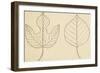 Two Typologies of Leaves of Paper Mulberry Tree (Broussonetia Papyrifera)-null-Framed Giclee Print