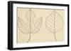 Two Typologies of Leaves of Paper Mulberry Tree (Broussonetia Papyrifera)-null-Framed Giclee Print