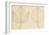 Two Typologies of Leaves of Paper Mulberry Tree (Broussonetia Papyrifera)-null-Framed Giclee Print