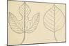 Two Typologies of Leaves of Paper Mulberry Tree (Broussonetia Papyrifera)-null-Mounted Giclee Print