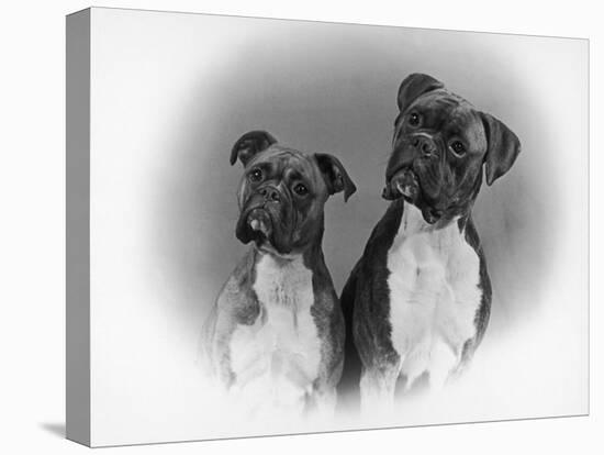 Two Unidentified Boxer Heads Slightly Tilted-Thomas Fall-Stretched Canvas