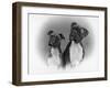 Two Unidentified Boxer Heads Slightly Tilted-Thomas Fall-Framed Photographic Print