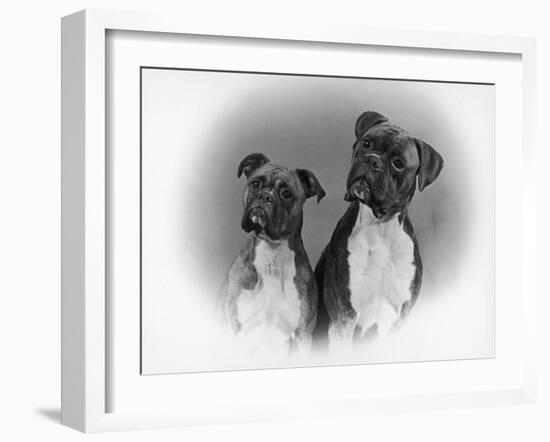 Two Unidentified Boxer Heads Slightly Tilted-Thomas Fall-Framed Photographic Print