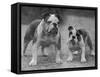 Two Unnamed Bulldogs Stand Together Owned by Green-Thomas Fall-Framed Stretched Canvas