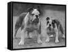 Two Unnamed Bulldogs Stand Together Owned by Green-Thomas Fall-Framed Stretched Canvas