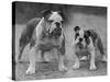 Two Unnamed Bulldogs Stand Together Owned by Green-Thomas Fall-Stretched Canvas