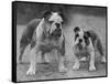 Two Unnamed Bulldogs Stand Together Owned by Green-Thomas Fall-Framed Stretched Canvas