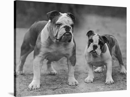 Two Unnamed Bulldogs Stand Together Owned by Green-Thomas Fall-Stretched Canvas